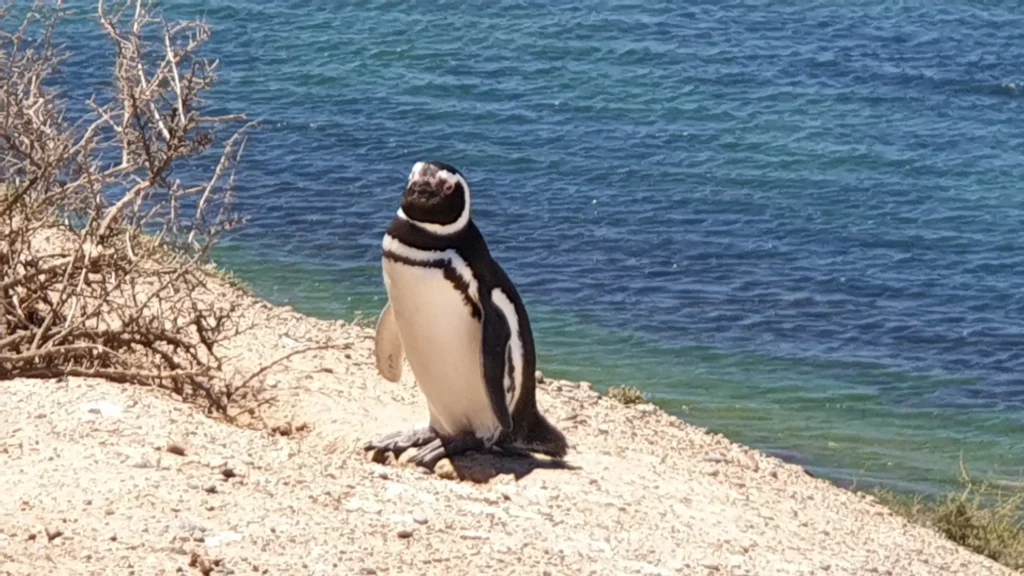 Magellan-Pinguin auf der Halbinsel Valdes in Patagonien